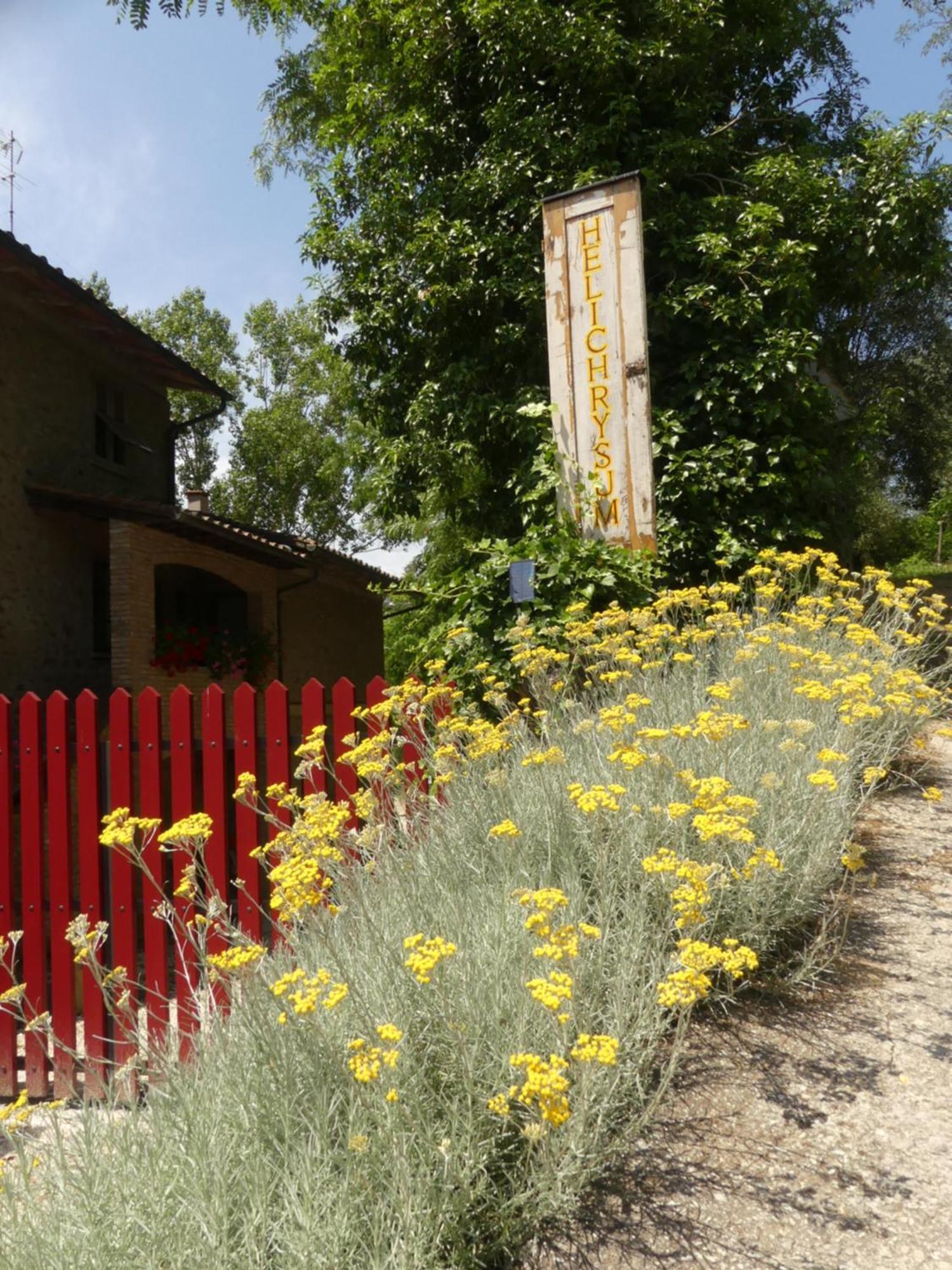 Helichrysum Panzió Vinci Kültér fotó